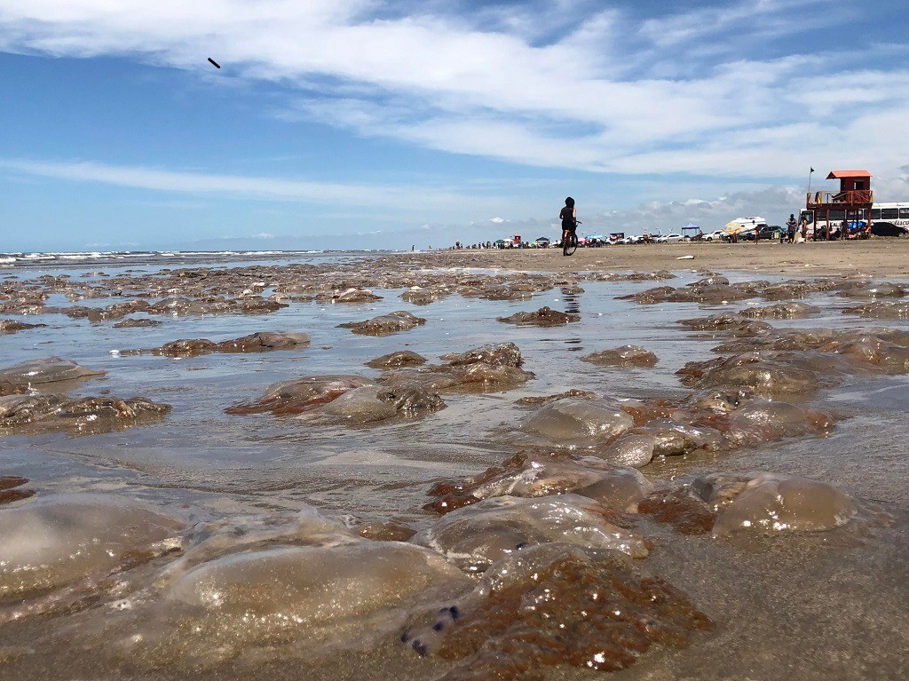 VÍDEO: milhares de águas-vivas surgem na orla da Praia do Cassino