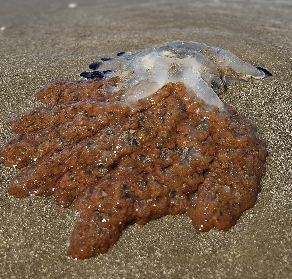 Inofensivas: espécie de águas-vivas que encalharam na praia do Cassino não "queima"