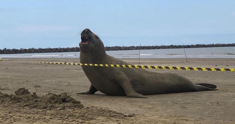 Fotos: elefante-marinho aparece na Praia do Cassino e chama a atenção de veranistas