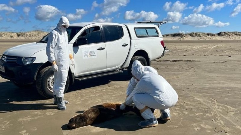 Mesmo sem registrar novas mortes de animais, emergência por gripe aviária é prorrogada no RS