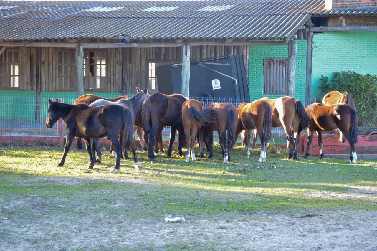 Parceria entre Causa Animal de Rio Grande e Parque de Pelotas resulta em adoção de cavalos resgatados