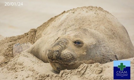 Saiba como está a situação do elefante-marinho-sul que já descansa na Praia do Cassino há 13 dias