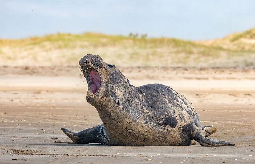 Elefante-marinho retorna para o mar após três semanas na Praia do Cassino