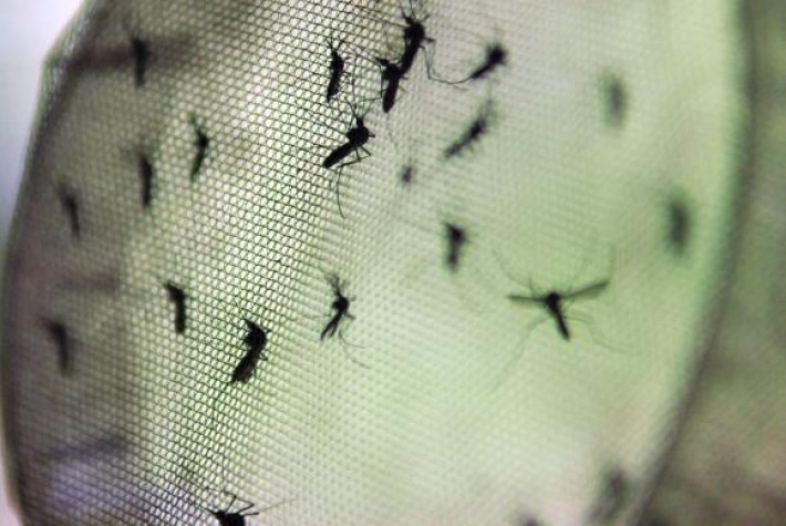 Segunda morte por dengue no ano é confirmada no Rio Grande do Sul