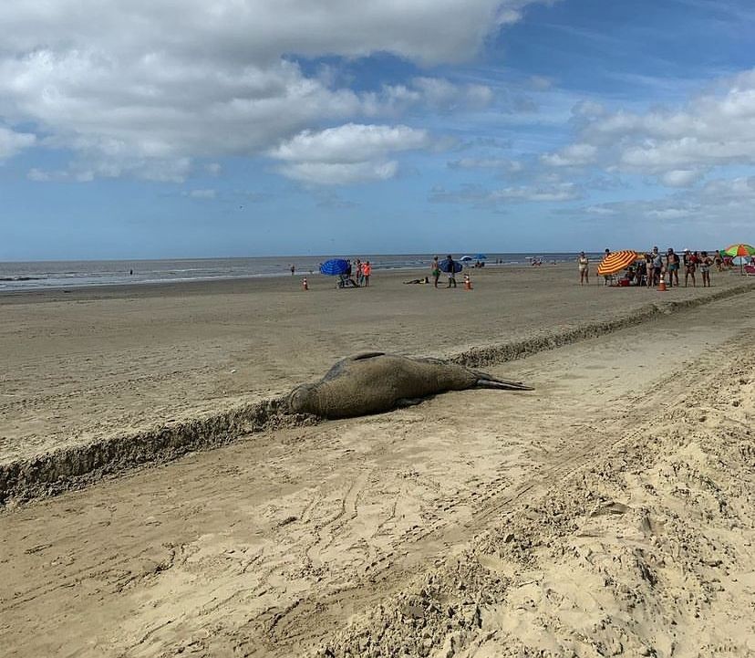 Elefante-marinho retorna à Praia do Cassino para concluir troca de pelos