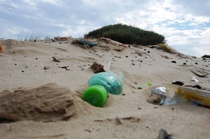 Nema promove evento  de preservação ao meio ambiente neste domingo (18)
