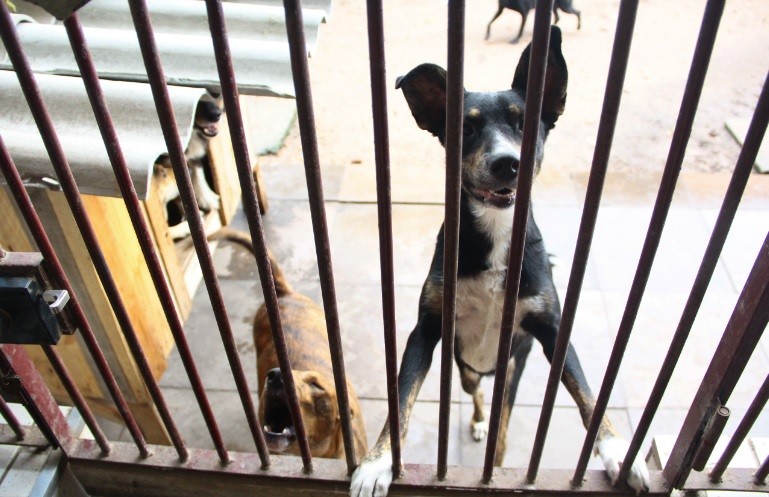 Pelotas planeja regulamentar cremação de animais domésticos