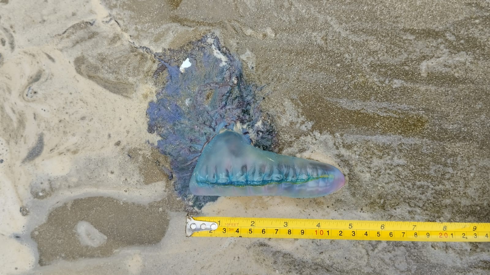 Presença de caravela-portuguesa e dragão-azul na Praia do Cassino exige atenção 