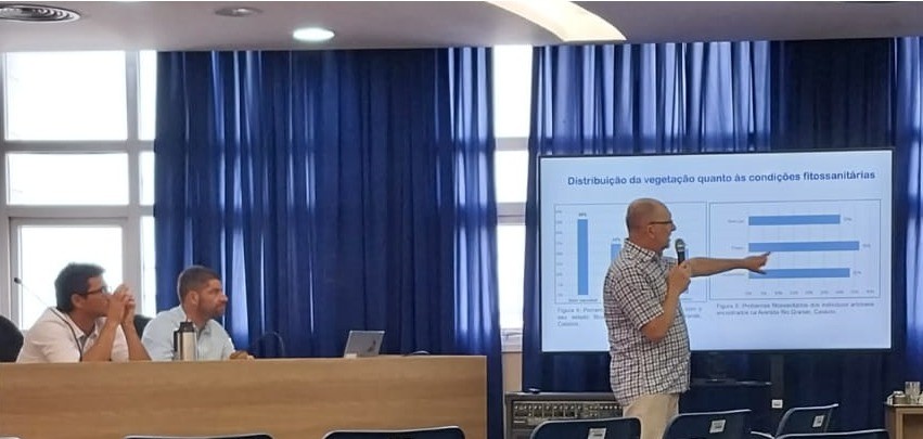 Cerca de 80% das árvores de Rio Grande causam conflito na urbanização, aponta estudo parcial do ProArbo