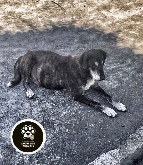 Polícia Civil prende homem por maus-tratos a animais no bairro Buchholz, em Rio Grande