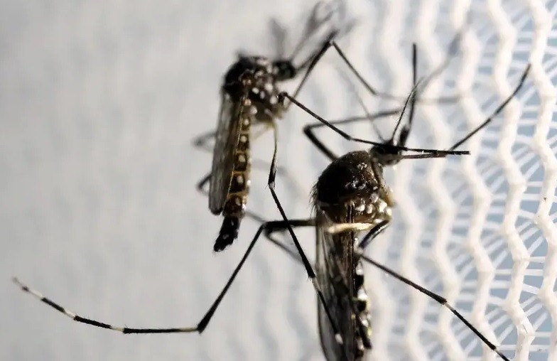 Chega a 15 o número de mortos pela dengue no RS em 2024