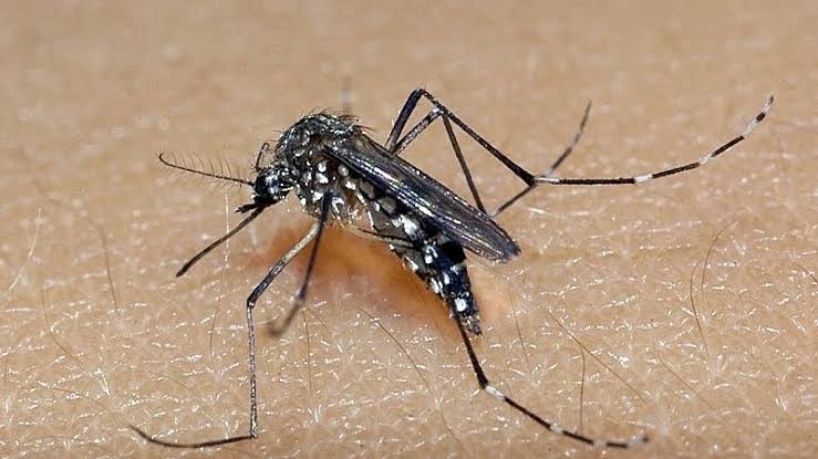 RS chega a 16 mortes por dengue em 2024