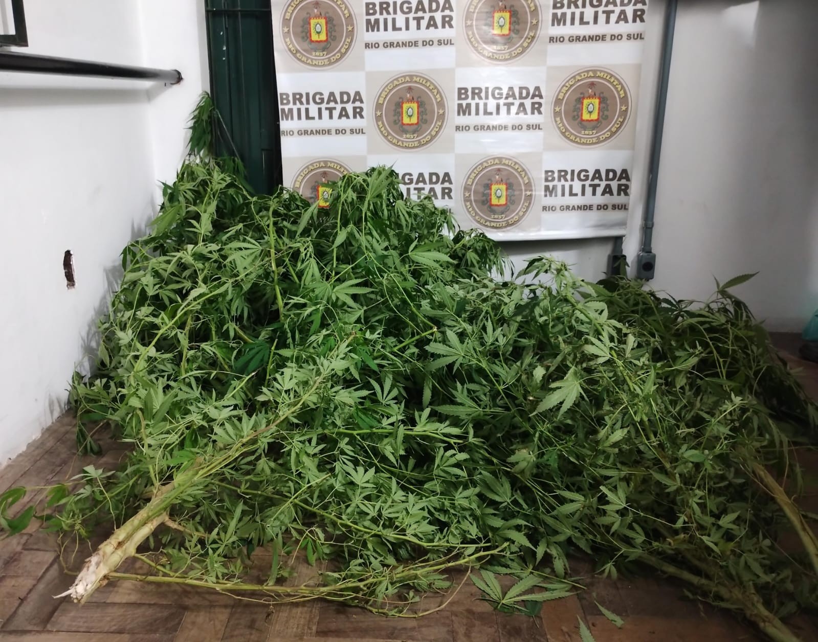 BM apreende pés de maconha e prende homem no Chuí por tráfico e porte ilegal de arma