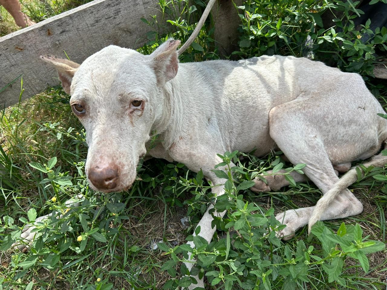Cachorro é resgatado de situação de maus-tratos na localidade da Palma, em Rio Grande