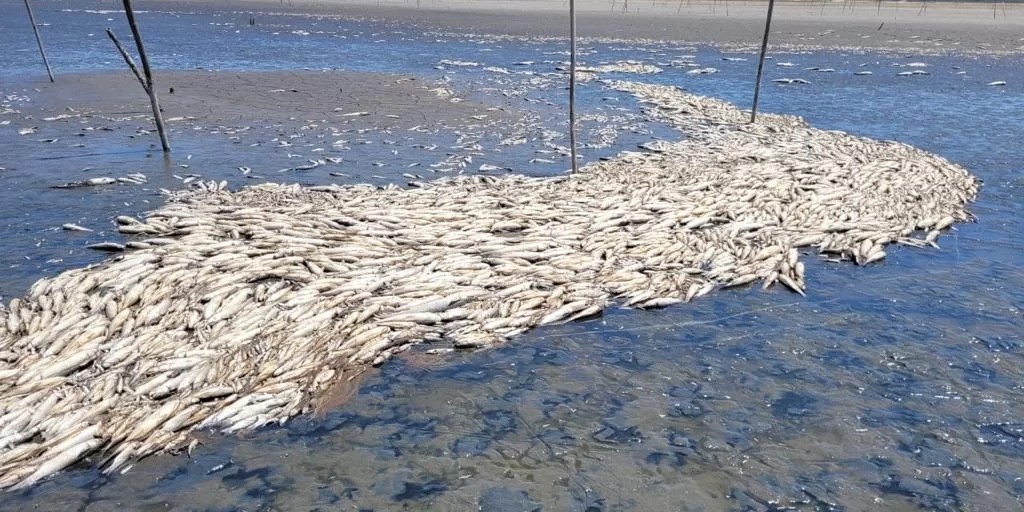 Causa da mortandade de peixes em Rio Grande está sendo analisada pela SMMA e Fepam