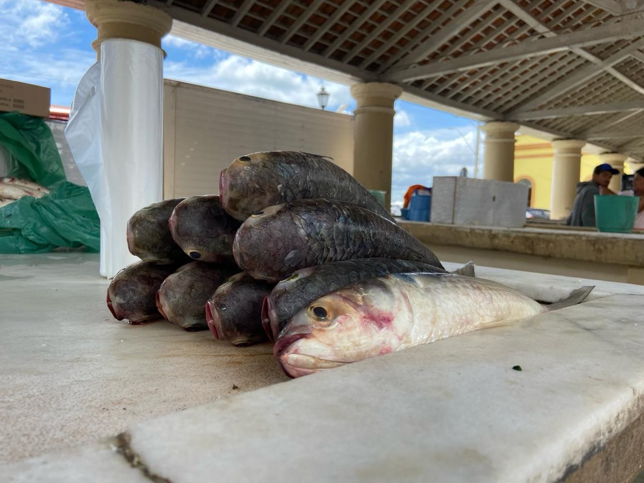 Confira os pontos de vendas de pescados para a Semana Santa em Rio Grande 
