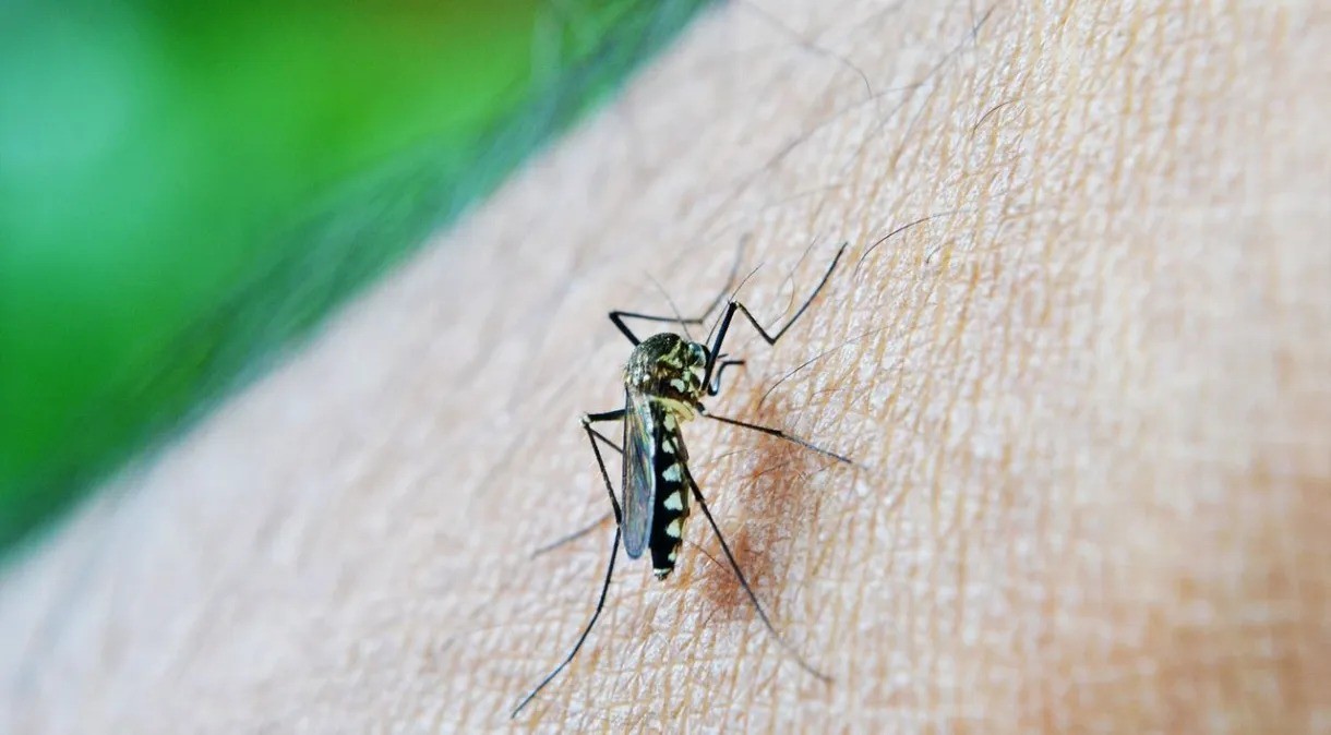 Em 100 dias, 2024 já é o ano com mais mortes por dengue no RS