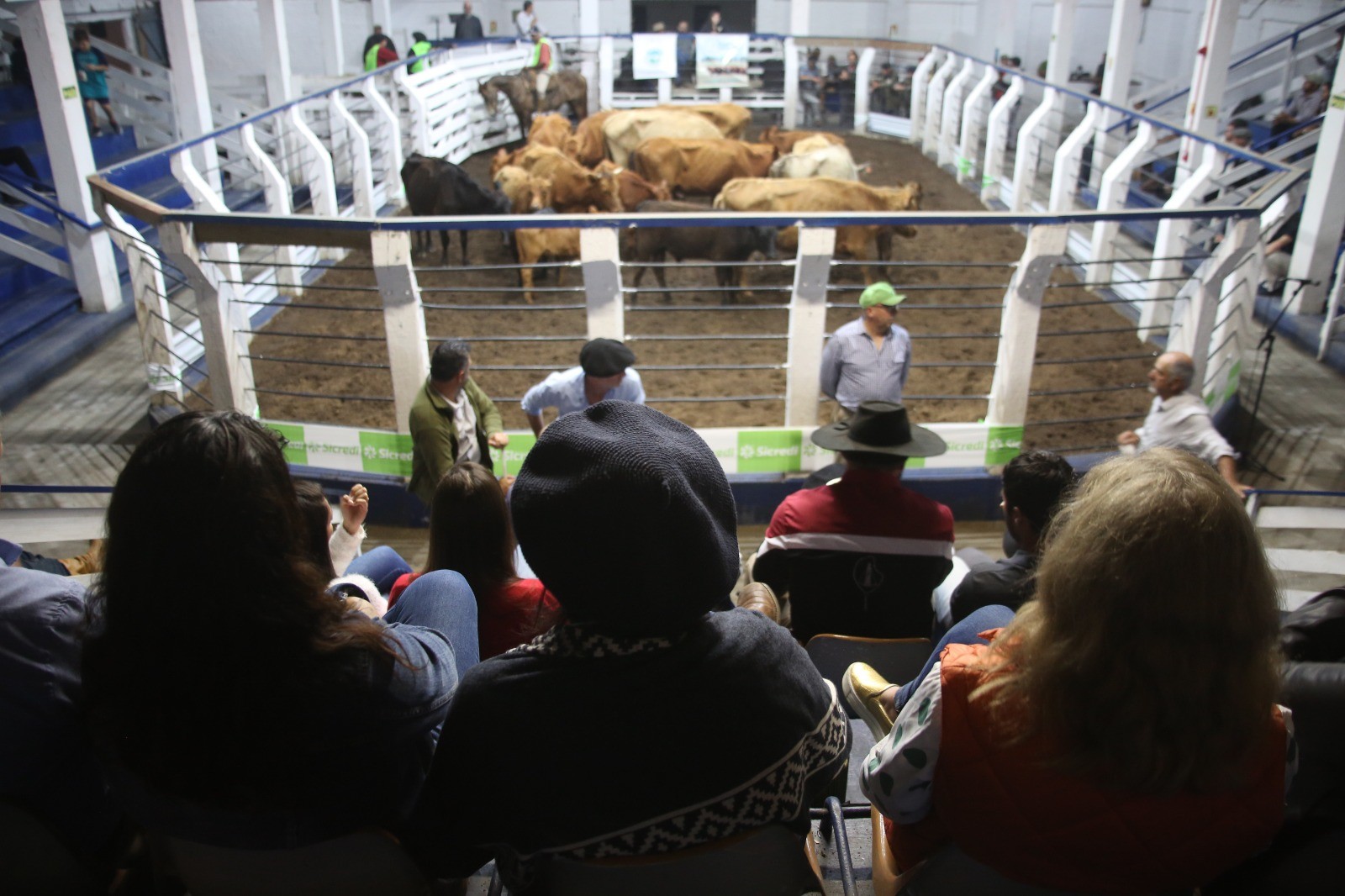Remate de Gado Geral acontece no Sindicato Rural do Rio Grande nesta terça-feira (16)