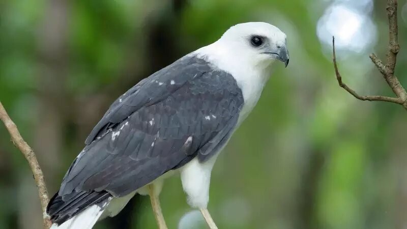 Ave rara resgatada durante temporal é devolvida à natureza após reabilitação