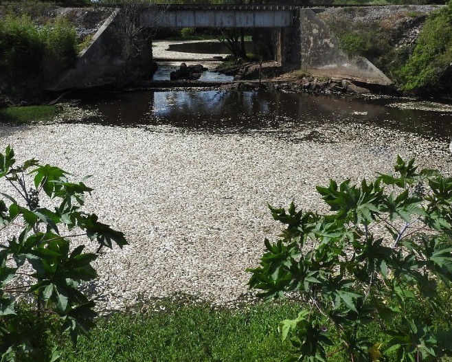 Estudo da Fepam aponta causa da mortandade de peixes no Arroio das Barrancas 