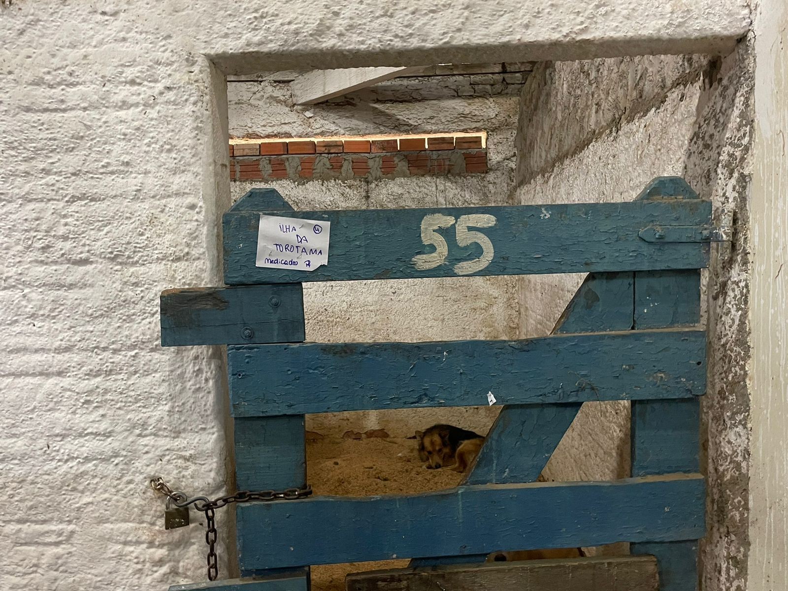 Confira a entrevista com o Secretário da Causa Animal sobre o abrigo para animais em Rio Grande