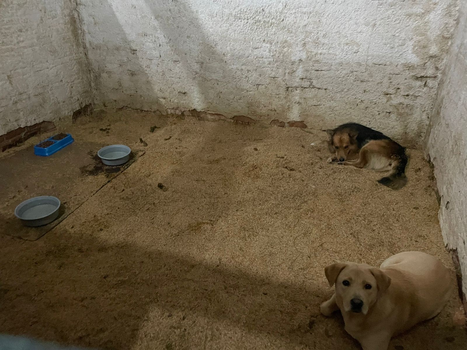 Rio-grandinos também se mobilizam para ajudar os animais atingidos pelas enchentes no município