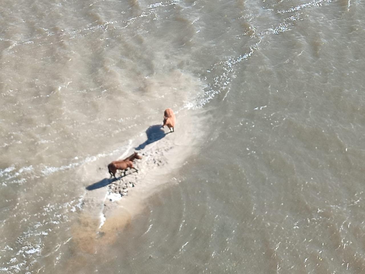 Grupo resgata duas éguas que estavam ilhadas entre a Torotama e o Pesqueiro, neste domingo (19)