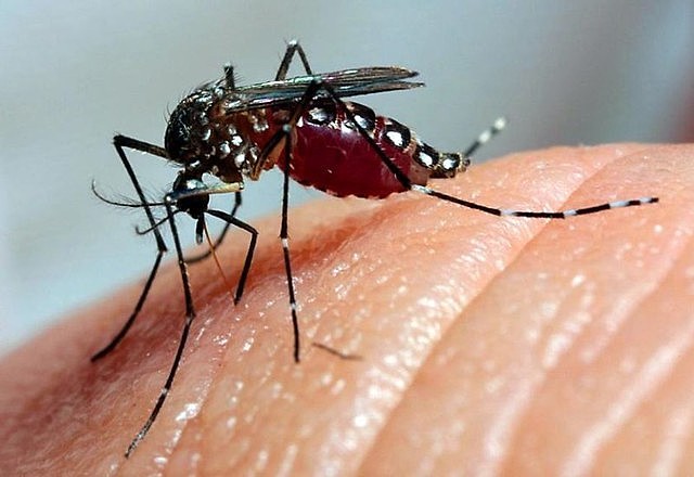 Boletim aponta 65 casos de Dengue em Rio Grande