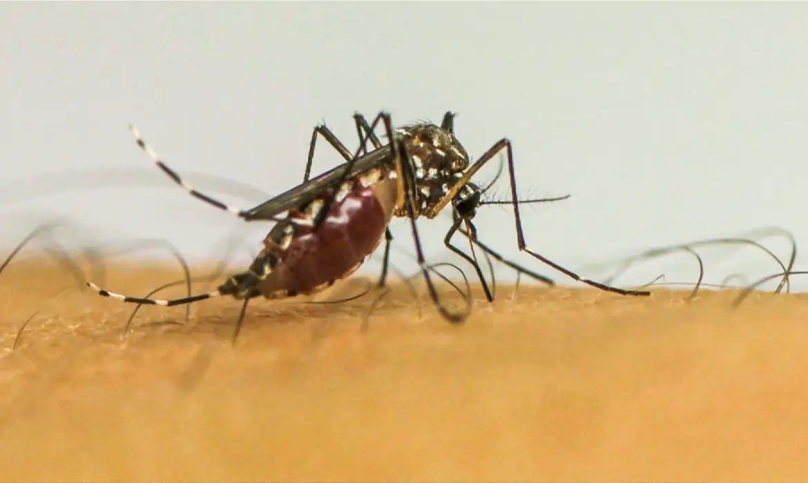 RS contabiliza 205 mortes por dengue; índice é 210% maior que em todo 2022