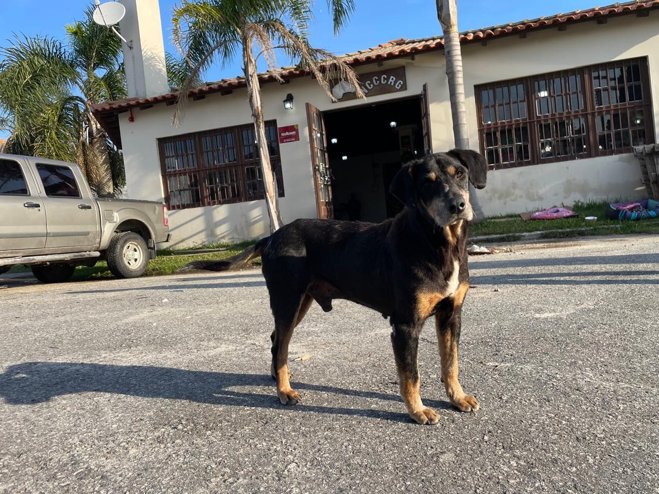 Tutores e responsáveis que abandonarem seus animais nos abrigos serão responsabilizados criminalmente