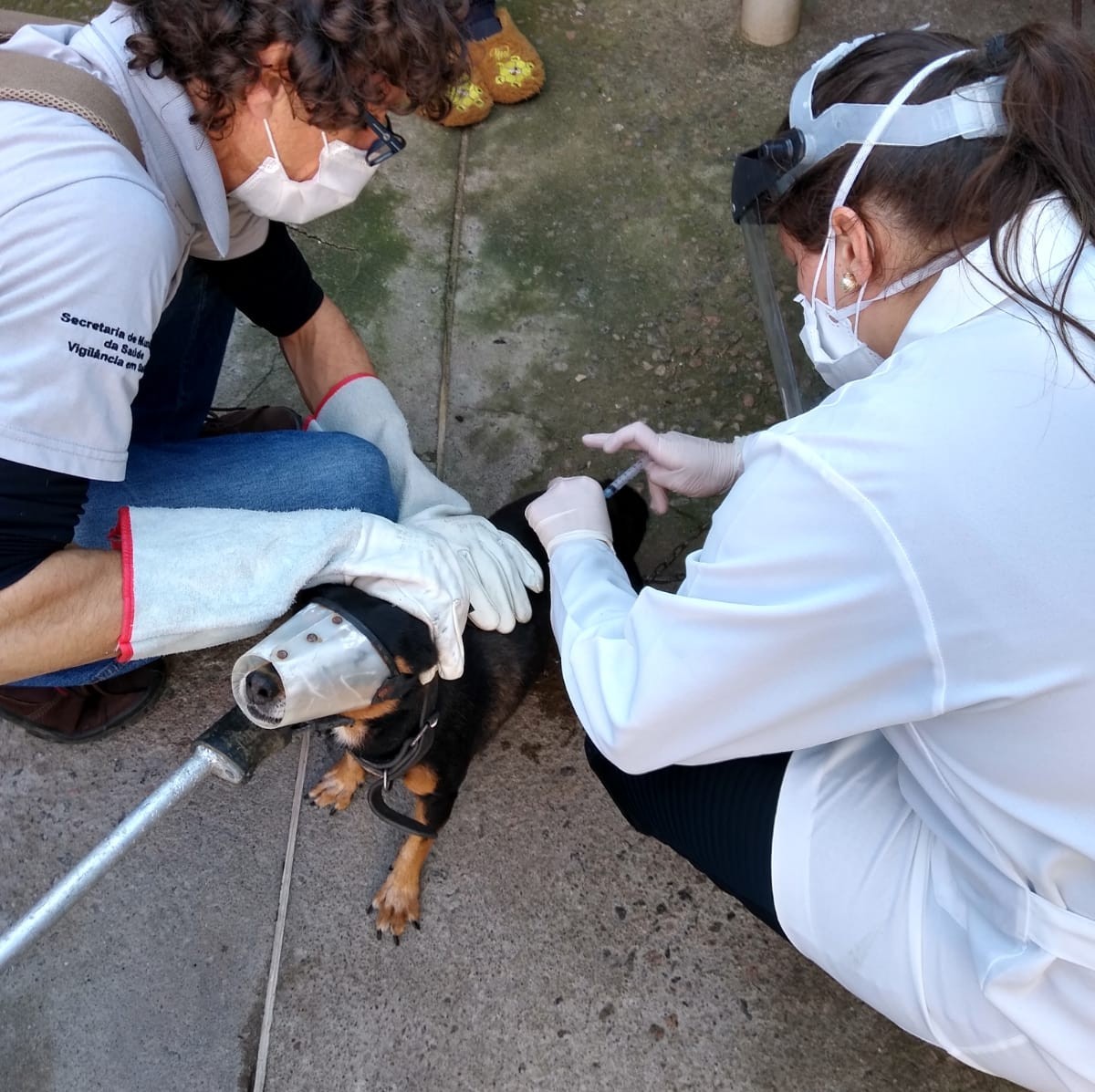 Rio Grande inicia vacinação antirrábica para cães e gatos