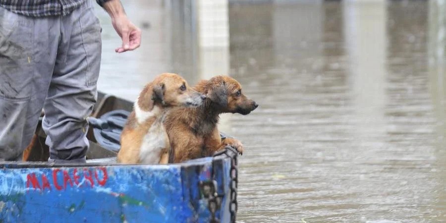 Governo do RS inicia castração de animais resgatados das enchentes