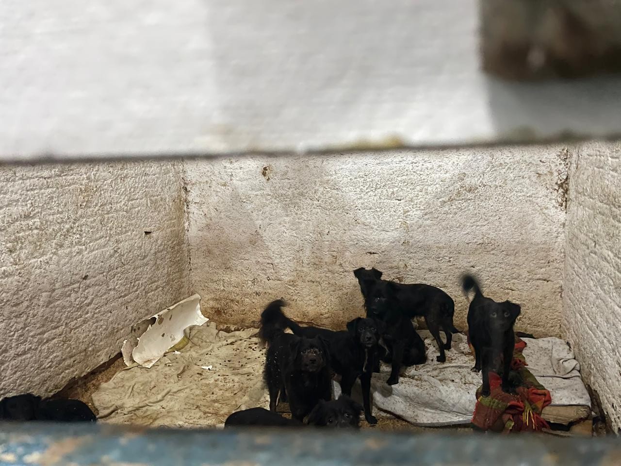 Cerca de 90% dos animais resgatados nas enchentes já deixaram os abrigos em Rio Grande