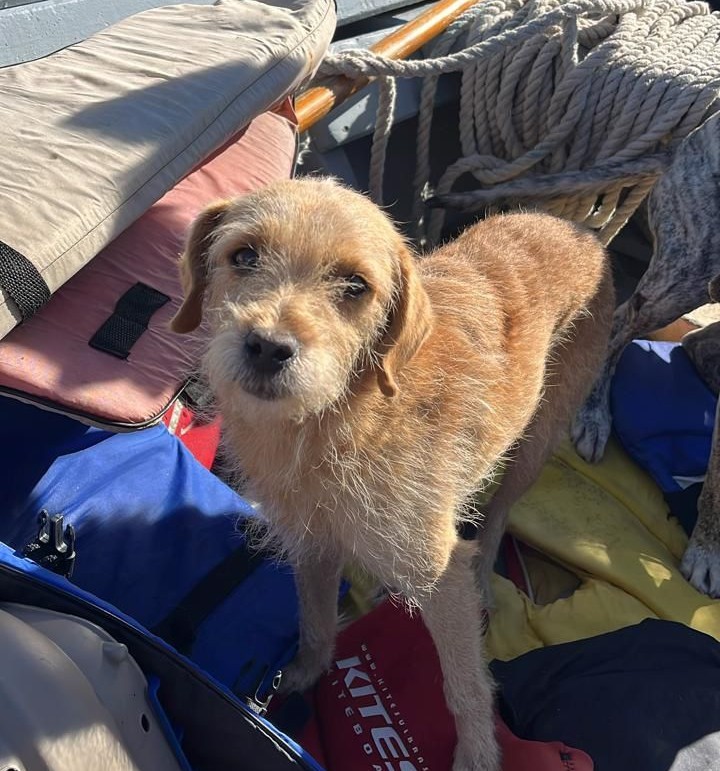 Animais comunitários retornam à Ilha da Torotoma após mais de 40 dias em abrigo
