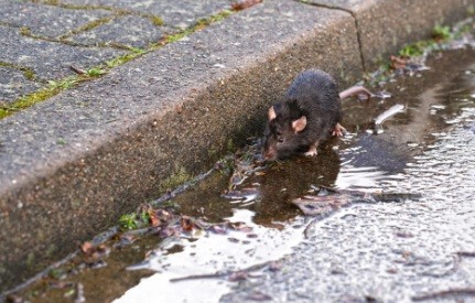 Rio Grande tem 28 casos positivos de leptospirose