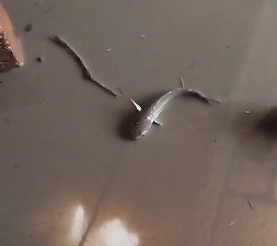 Áreas ribeirinhas de Rio Grande ainda sofrem com água dentro de casa