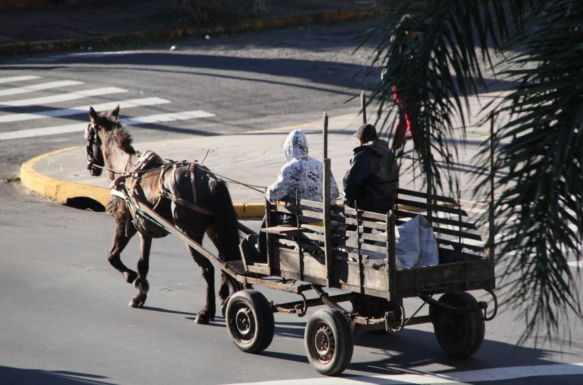 Última etapa para proibição de veículos de tração animal em Rio Grande inicia na segunda-feira (1º)