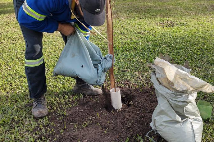 Prefeitura de Pelotas realiza o plantio de árvores na zona urbana