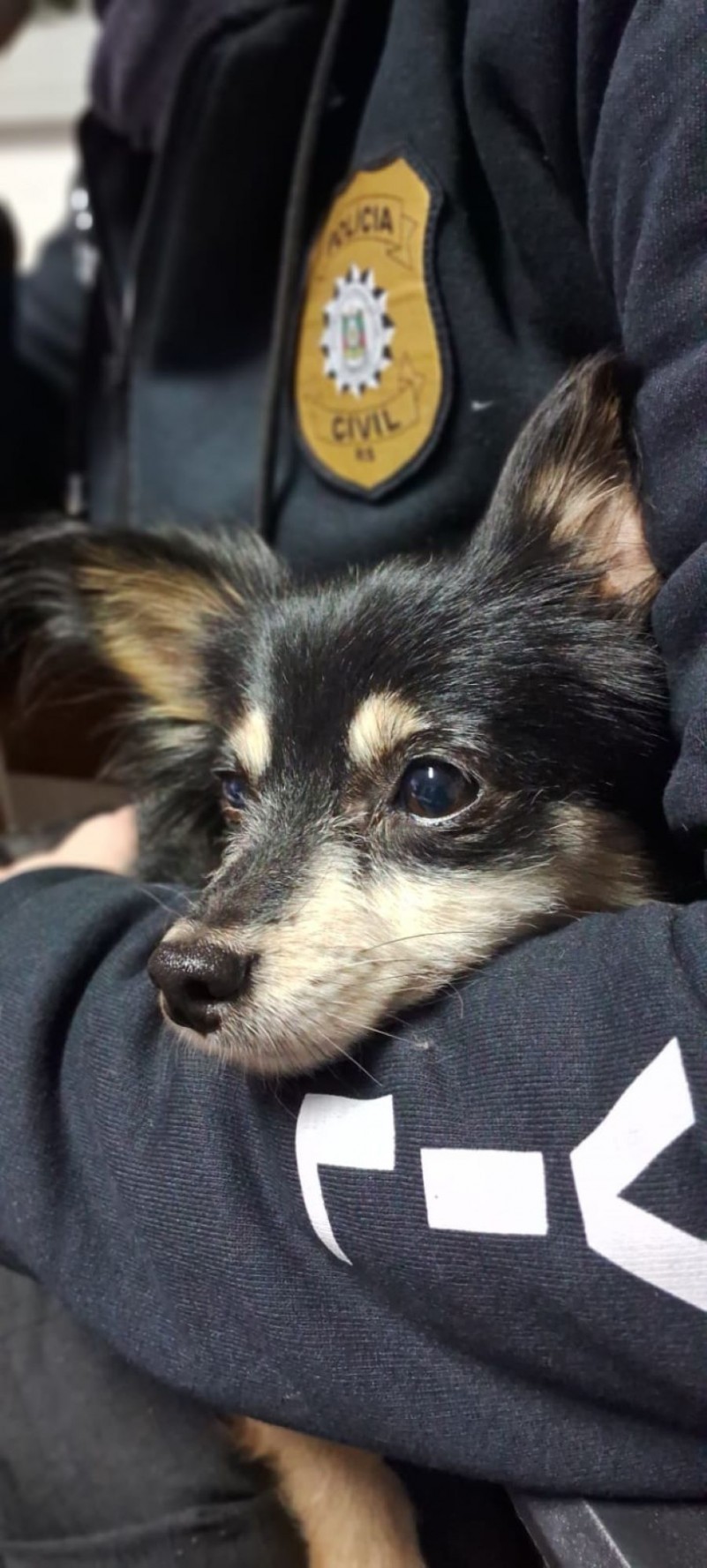 Mulher que se apropriou de cachorrinha em Pelotas durante enchente é investigada pela PC