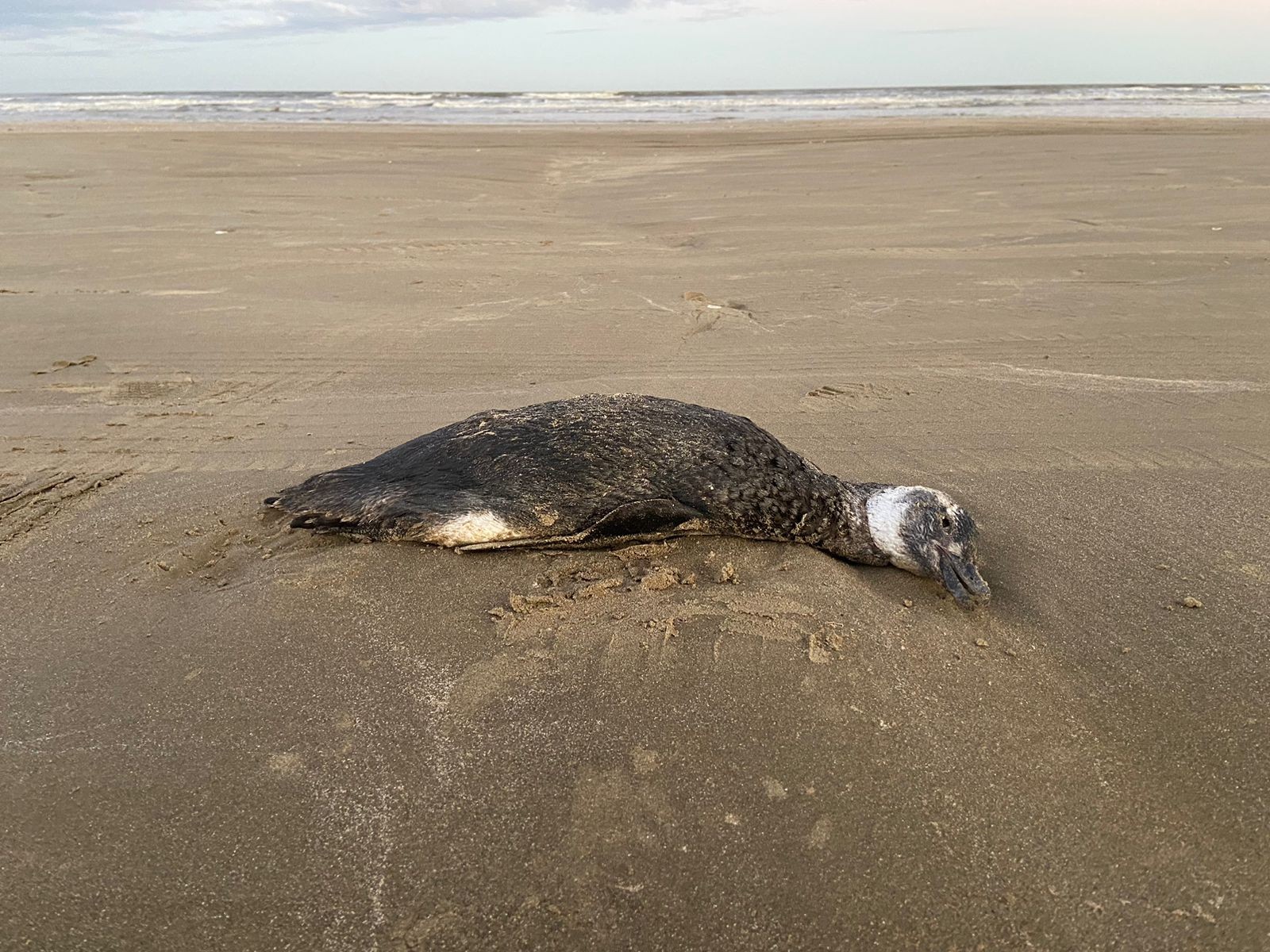 Pinguins são encontrados mortos na orla da Praia do Cassino
