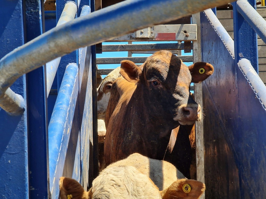 Exportação de bovinos cresce e Rio Grande é porta de saída