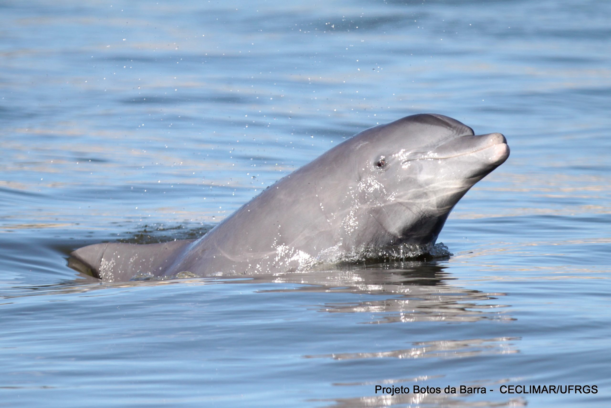 Boto-de-Lahille é escolhido como mascote oficial da cidade do Rio Grande