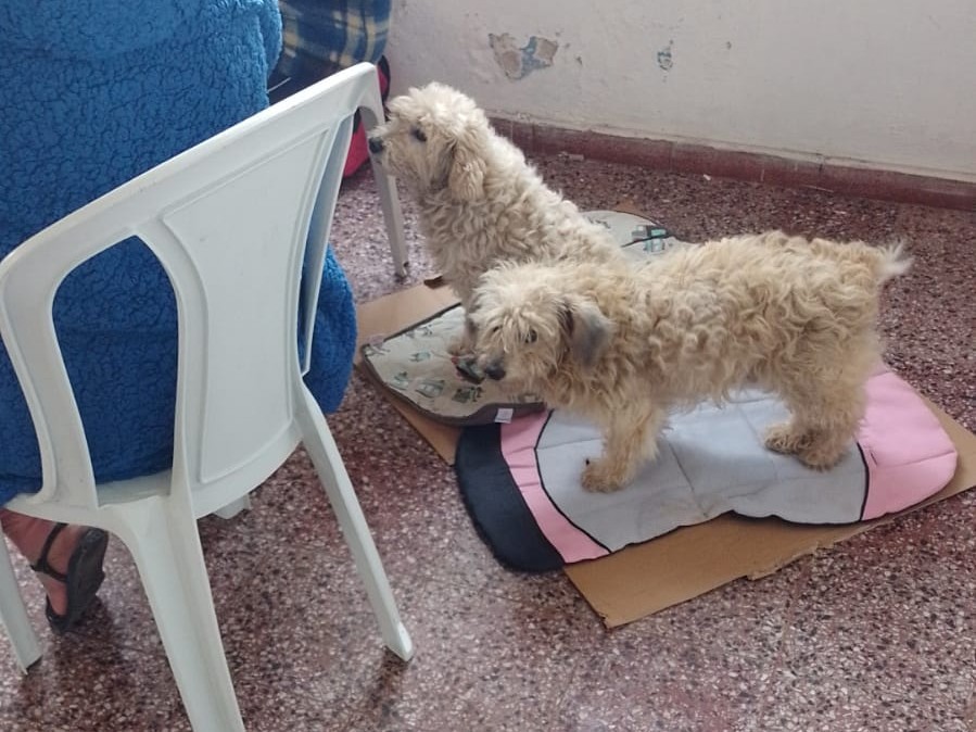 Com 58 pessoas desabrigadas na Vila da Quinta, Causa Animal presta apoio aos animais da região