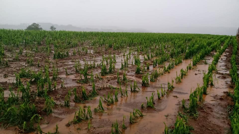 Prejuízo da agricultura rio-grandina já supera os R$10 milhões 