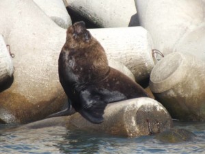 Foco de influenza aviária é registrado em mamífero aquático na praia do Cassino