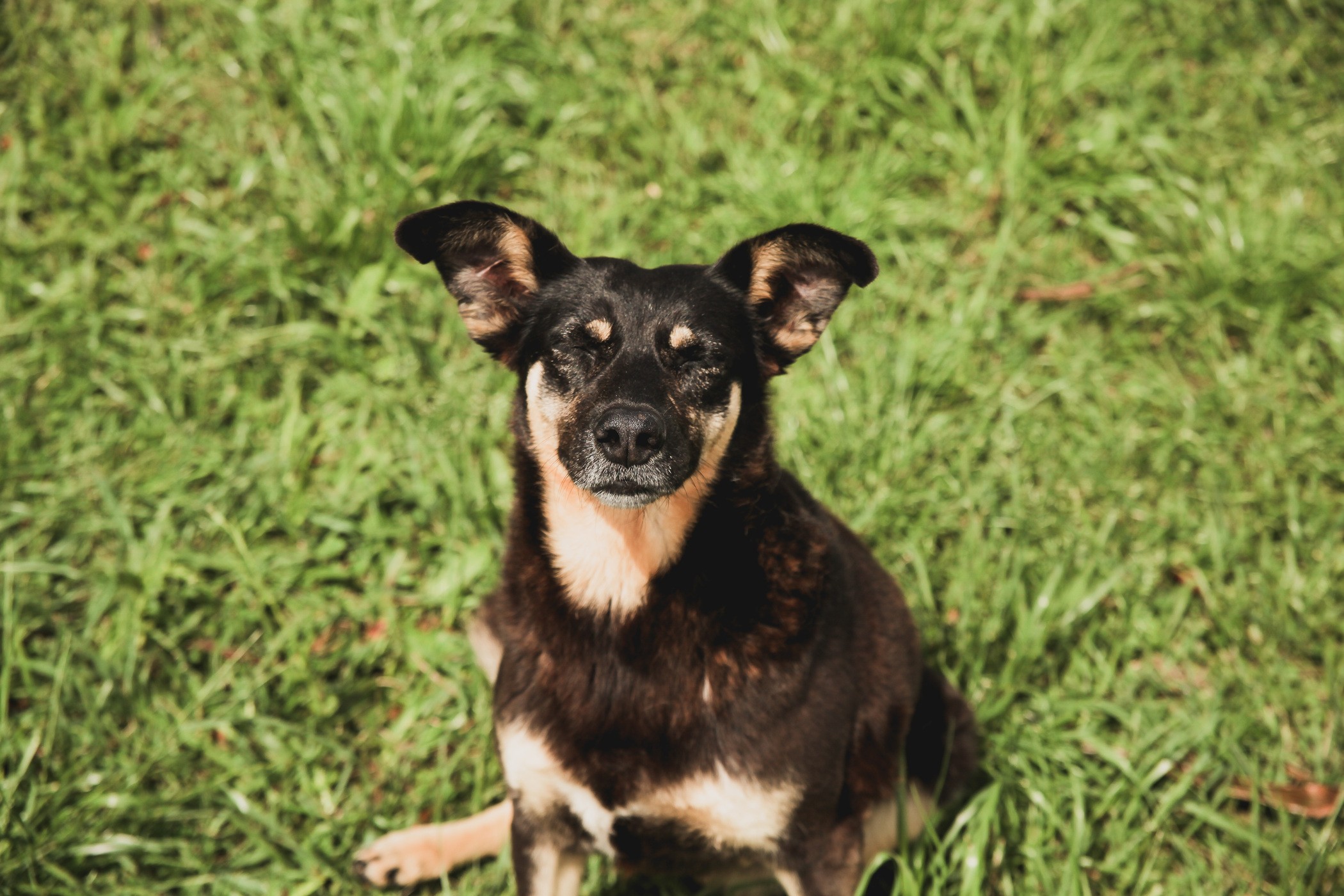 Secretaria da Causa Animal fecha parceria com a Furg para auxílio em castrações