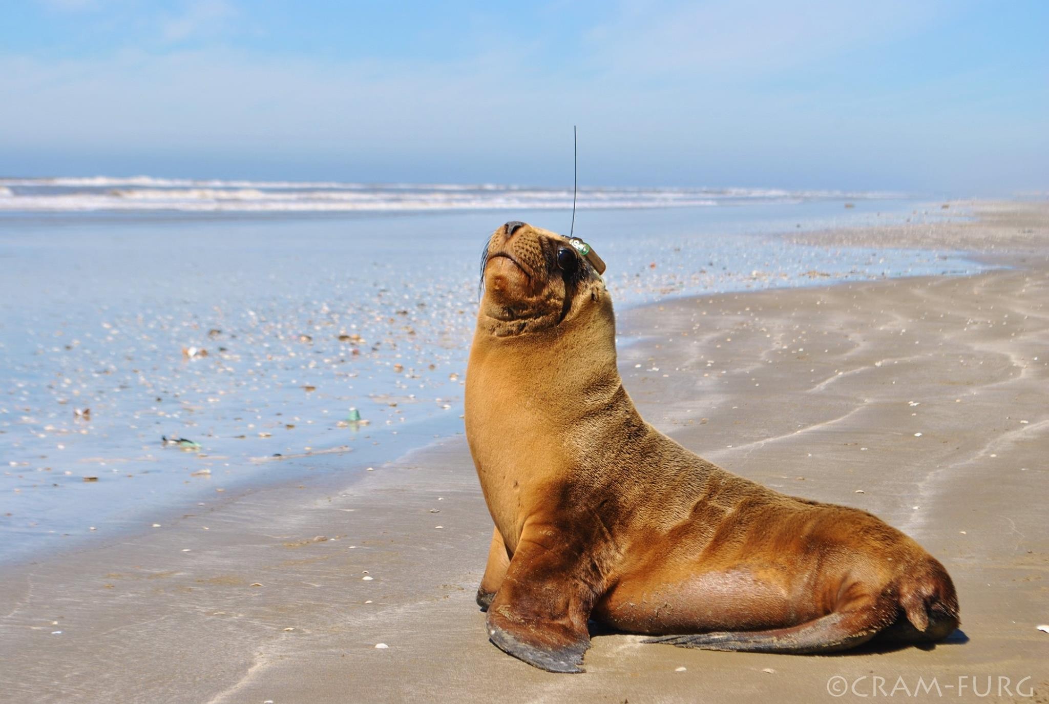 Governo do RS orienta para cuidados ao se aproximar de leões-marinhos 