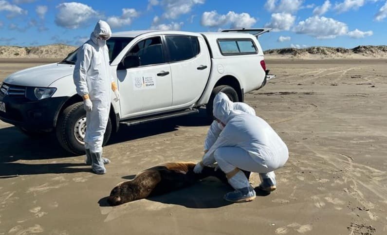 Estado afirma que 146 mamíferos aquáticos foram encontrados mortos ou doentes na costa gaúcha