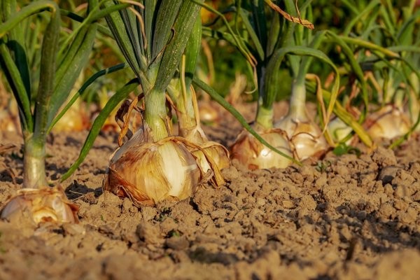 Subcomitê da Cebola de São José do Norte discute desafios da safra 2023/2024