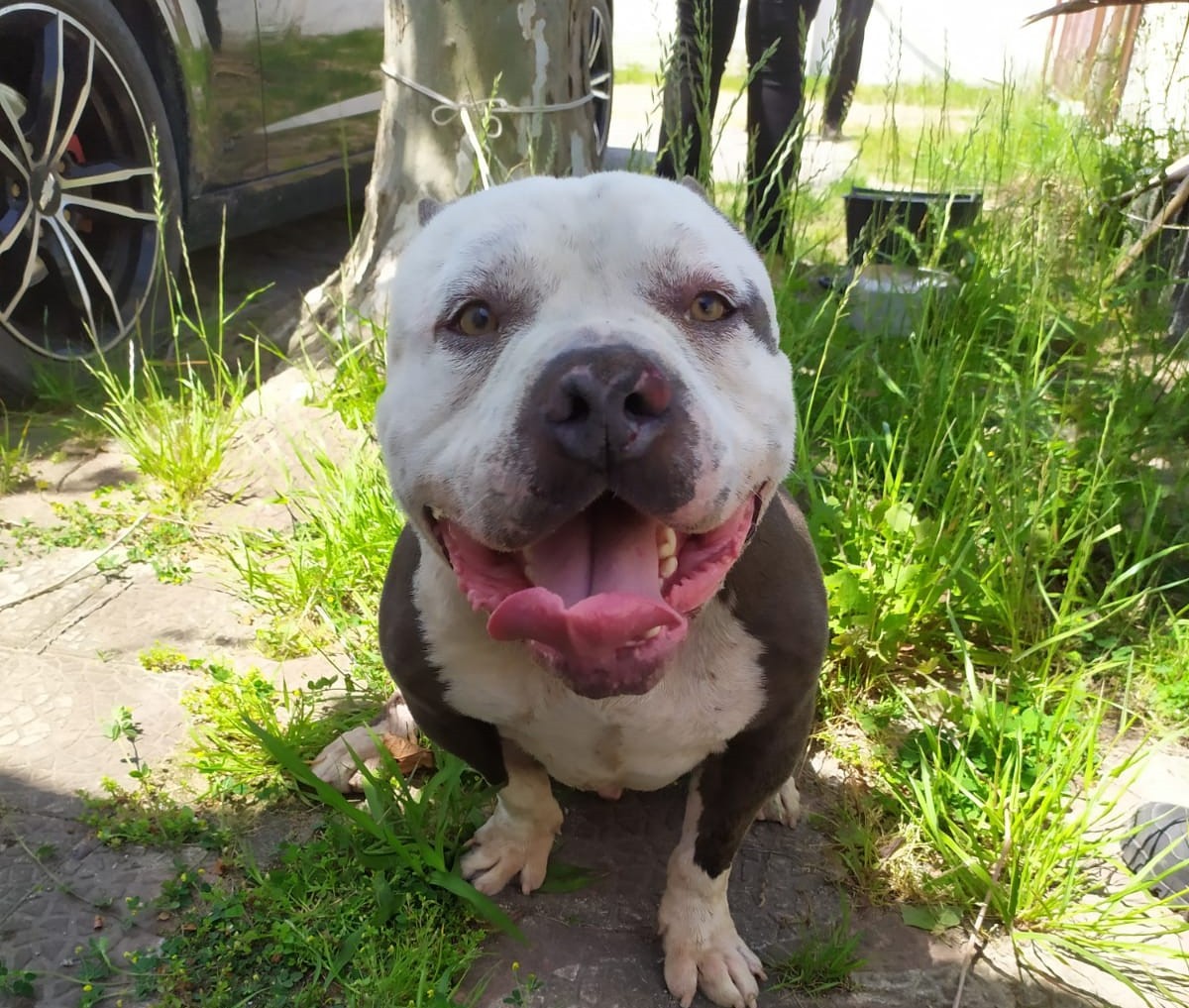 Animais vítimas de maus-tratos são resgatados no Cassino, em Rio Grande